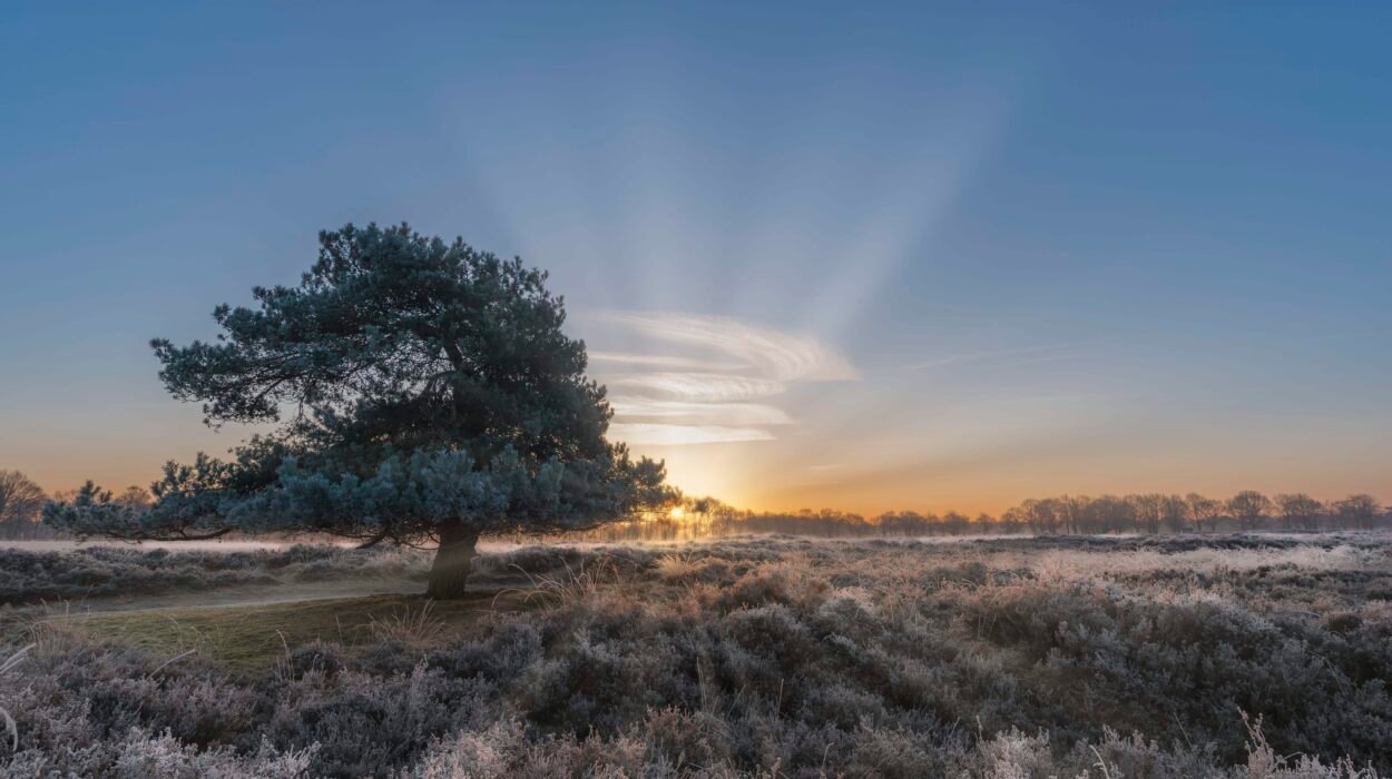 Een mooie ochtend in de Gasterse Duinen