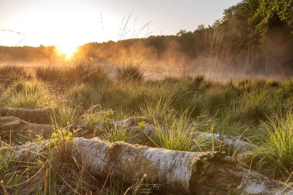 Landschapsfotografie Groningen - Voorjaar in het bos Appelbergen