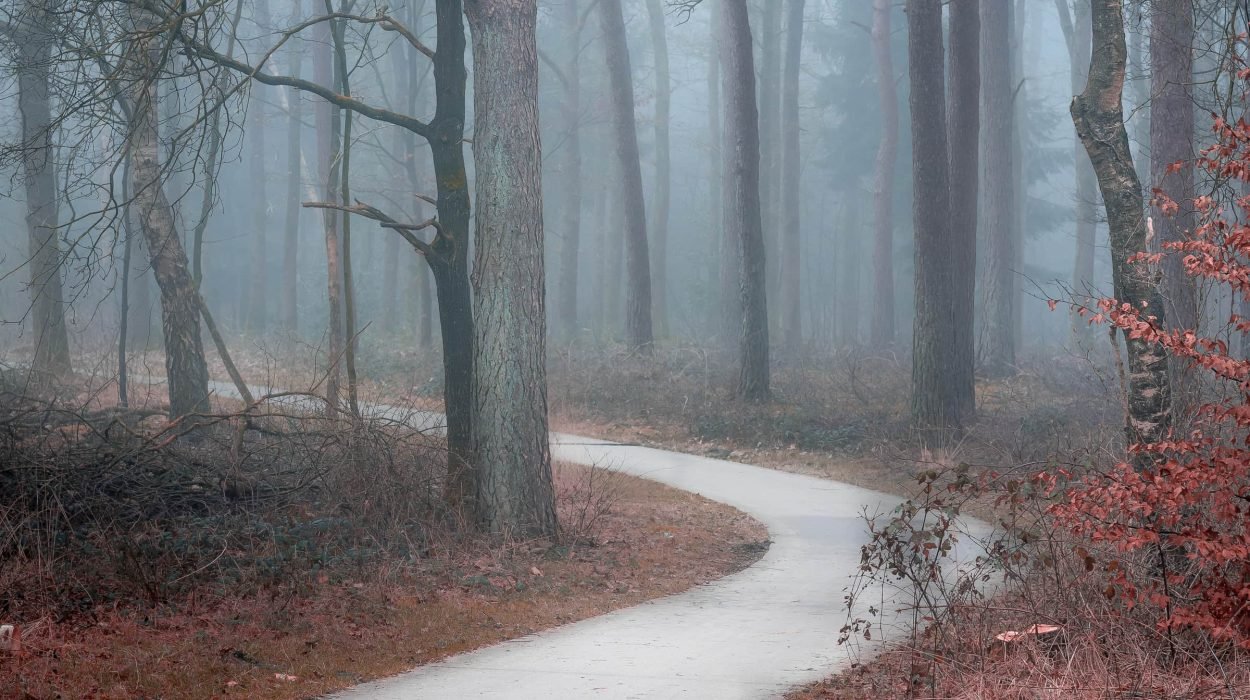 Fotograferen in de mist - Drents-Friese Wold