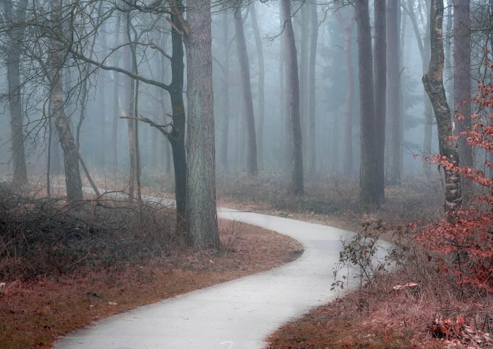 Fotograferen in de mist - Drents-Friese Wold